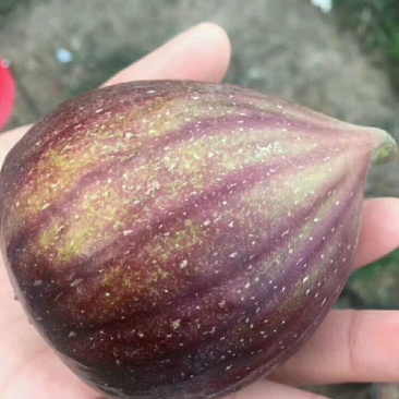 无花果苗基地直销，价格美丽欢迎光临