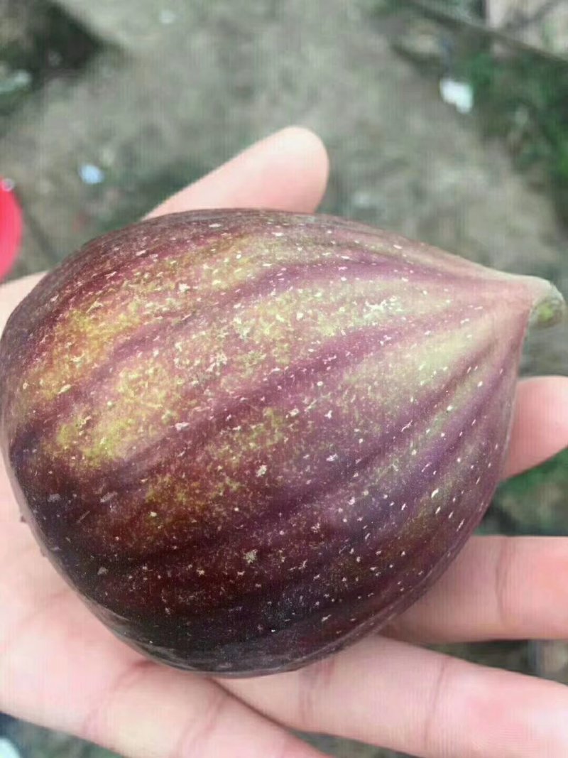 无花果苗基地直销，价格美丽欢迎光临