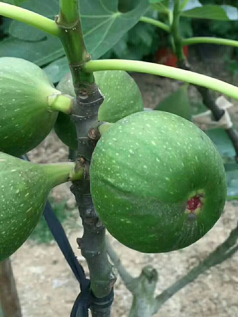 无花果苗基地直销，价格美丽欢迎光临