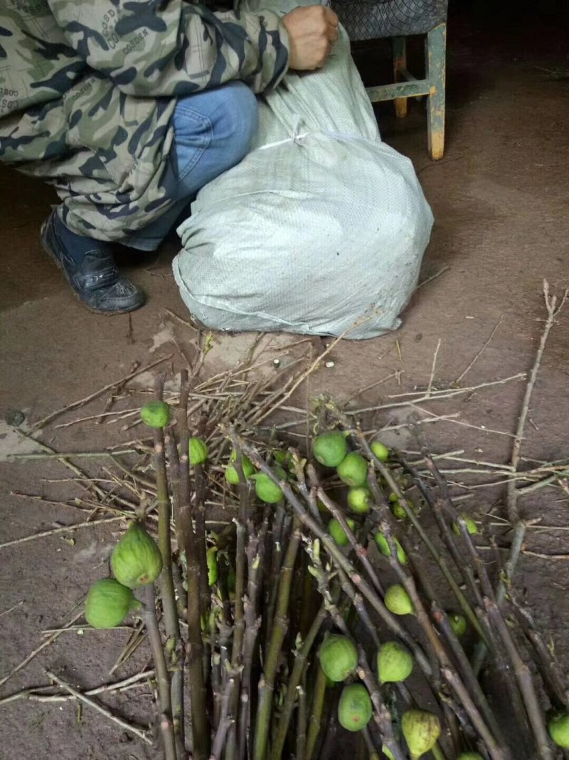 无花果苗基地直销，价格美丽欢迎光临