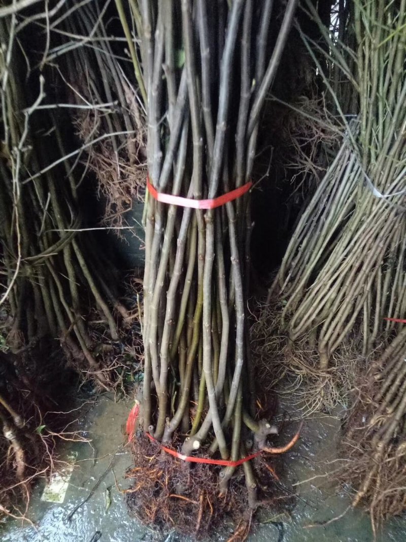 无花果苗基地直销，价格美丽欢迎光临
