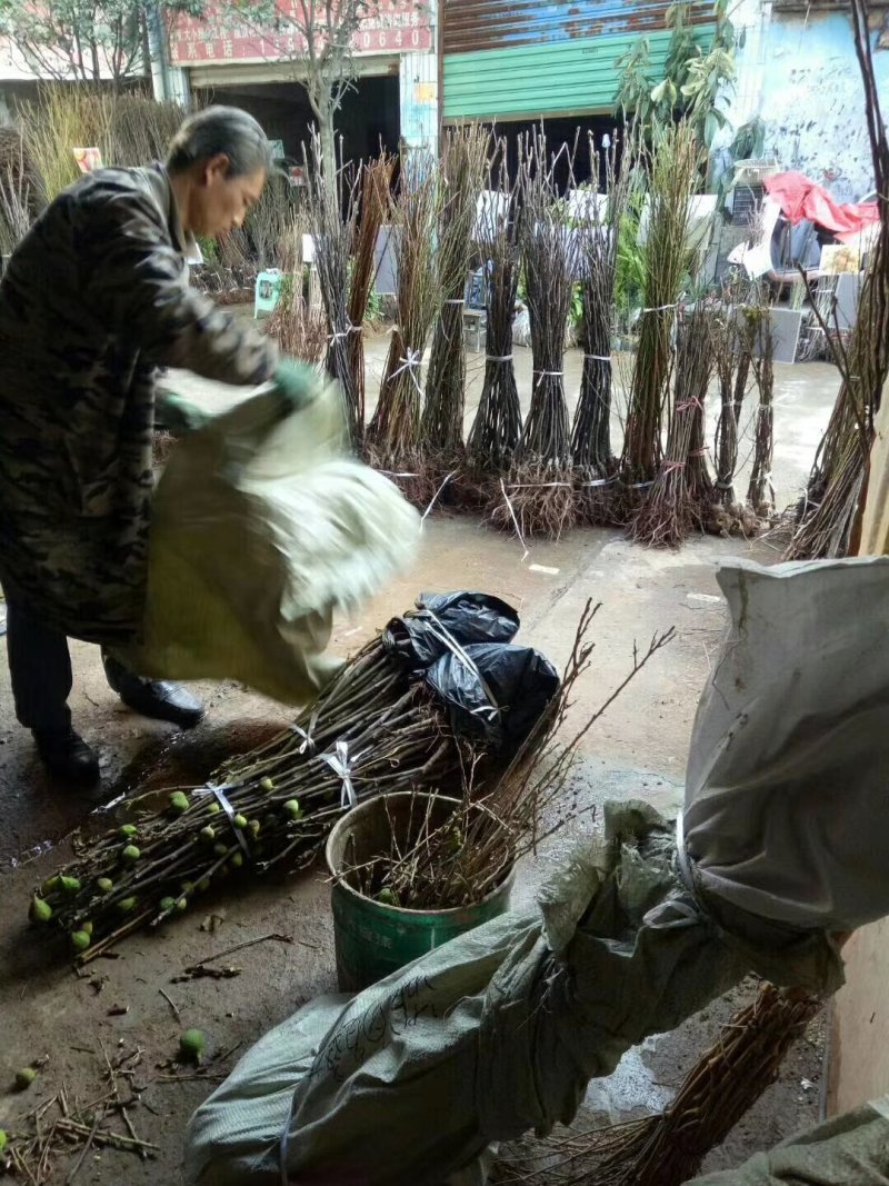 无花果苗基地直销，价格美丽欢迎光临