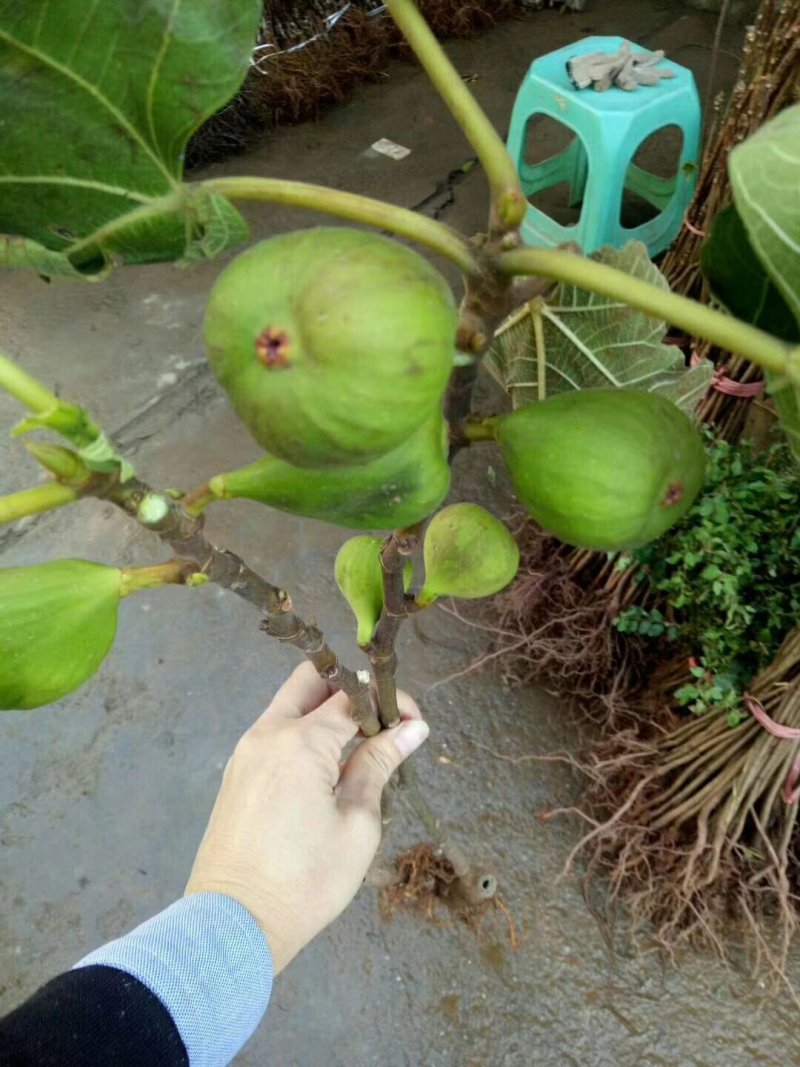 无花果苗基地直销，价格美丽欢迎光临
