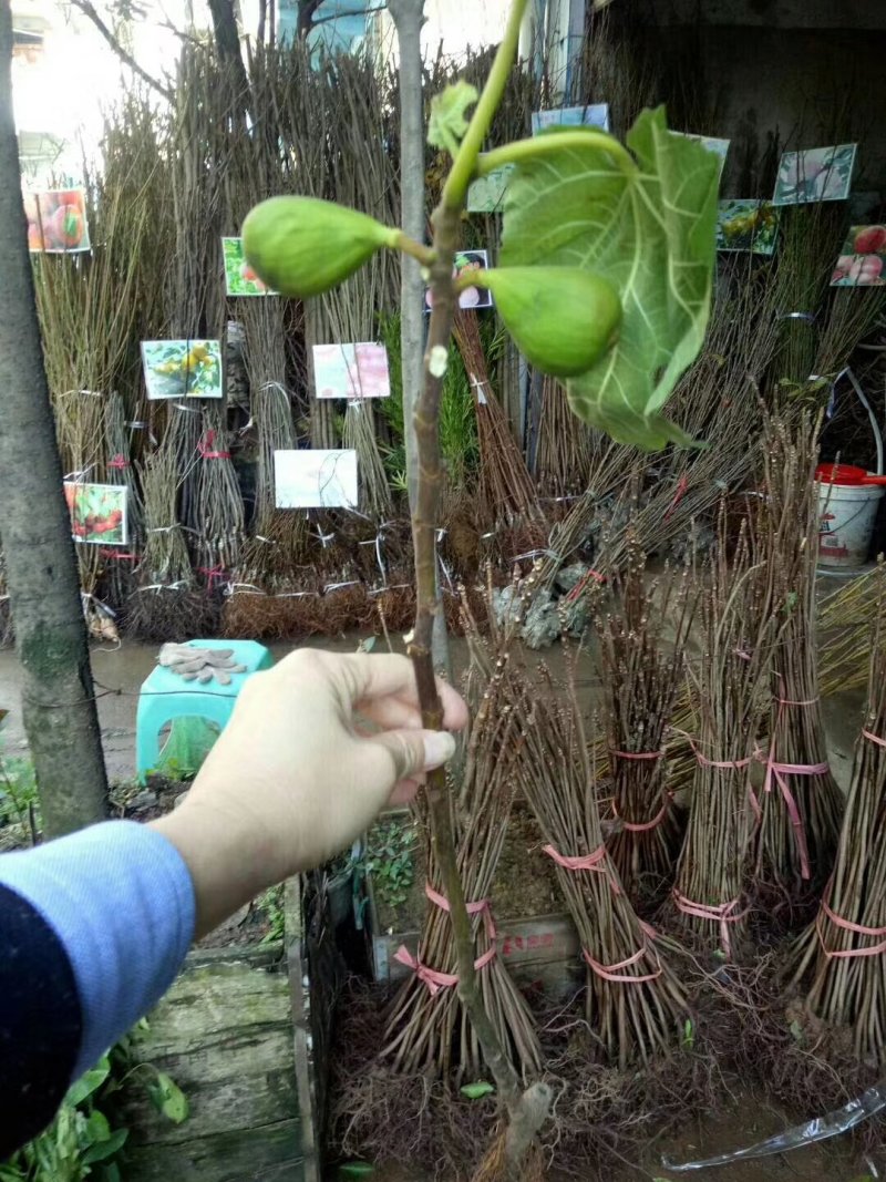 无花果苗基地直销，价格美丽欢迎光临