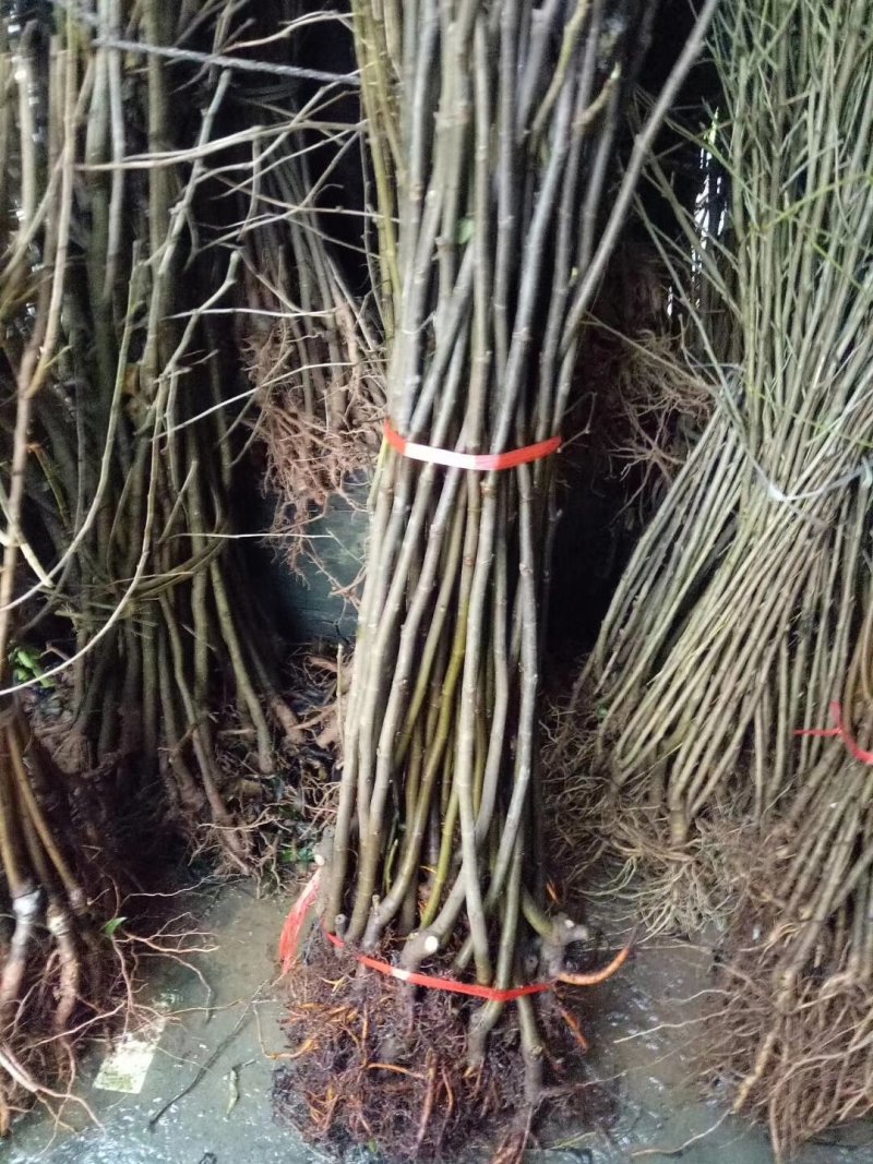 无花果苗基地直销，价格美丽欢迎光临