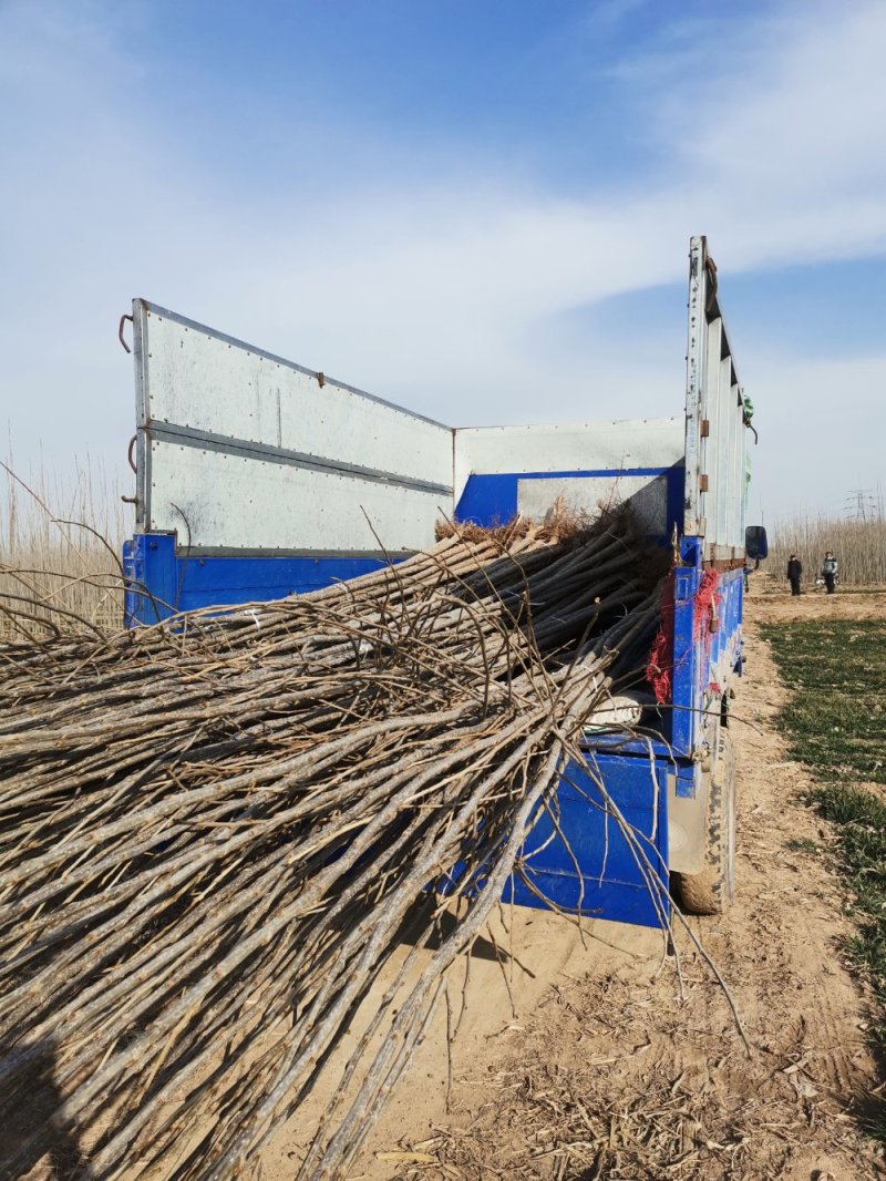 大量出售107杨树苗扦插段现货供应，量大优惠