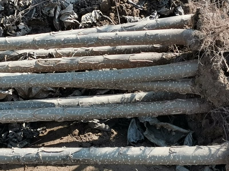 大量出售107杨树苗扦插段现货供应，量大优惠