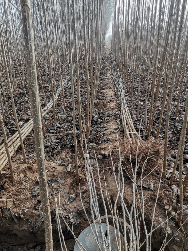大量出售107杨树苗扦插段现货供应，量大优惠