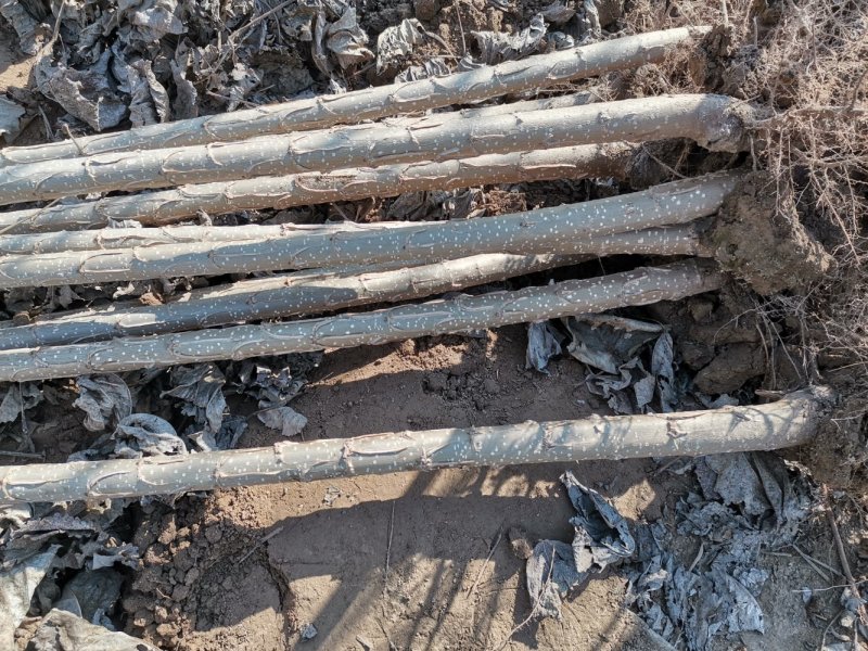 大量出售107杨树苗扦插段现货供应，量大优惠