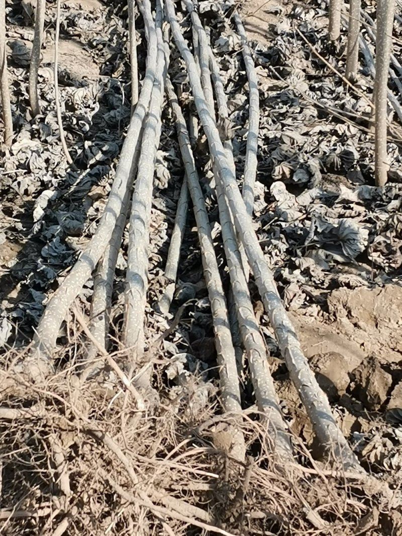 大量出售107杨树苗扦插段现货供应，量大优惠