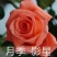 切花玫瑰花苗多头玫瑰花苗产地直发一手货源全国发货