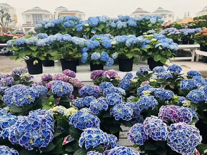 绣球花苗，品种齐全，苗子质量非常好，欢迎参观，欢迎选购