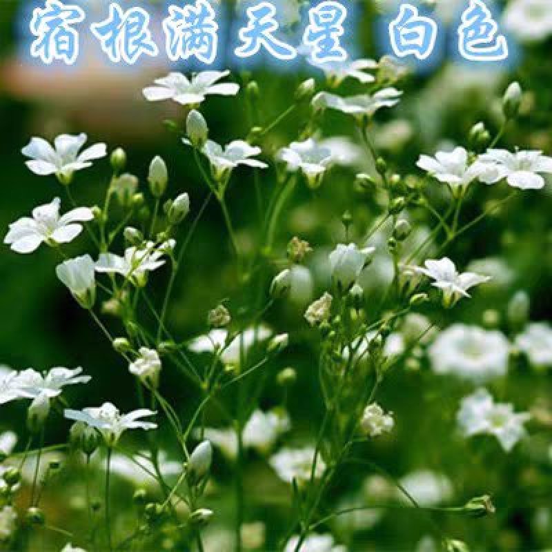 满天星种子盆栽花卉四季种易活开花不断花草室内室外花种子籽