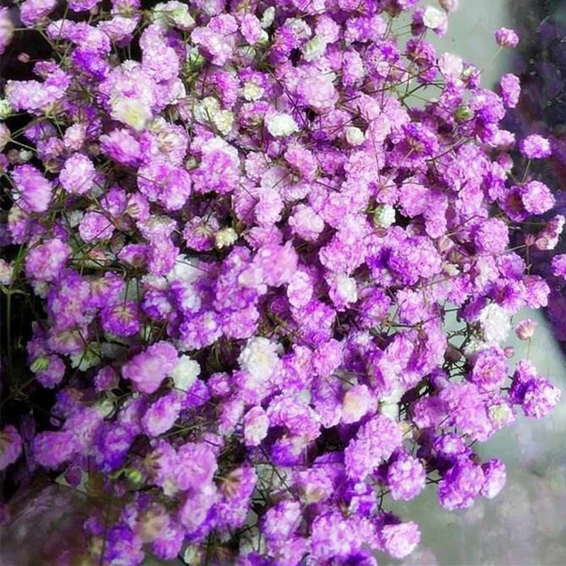 满天星种子盆栽花卉四季种易活开花不断花草室内室外花种子籽