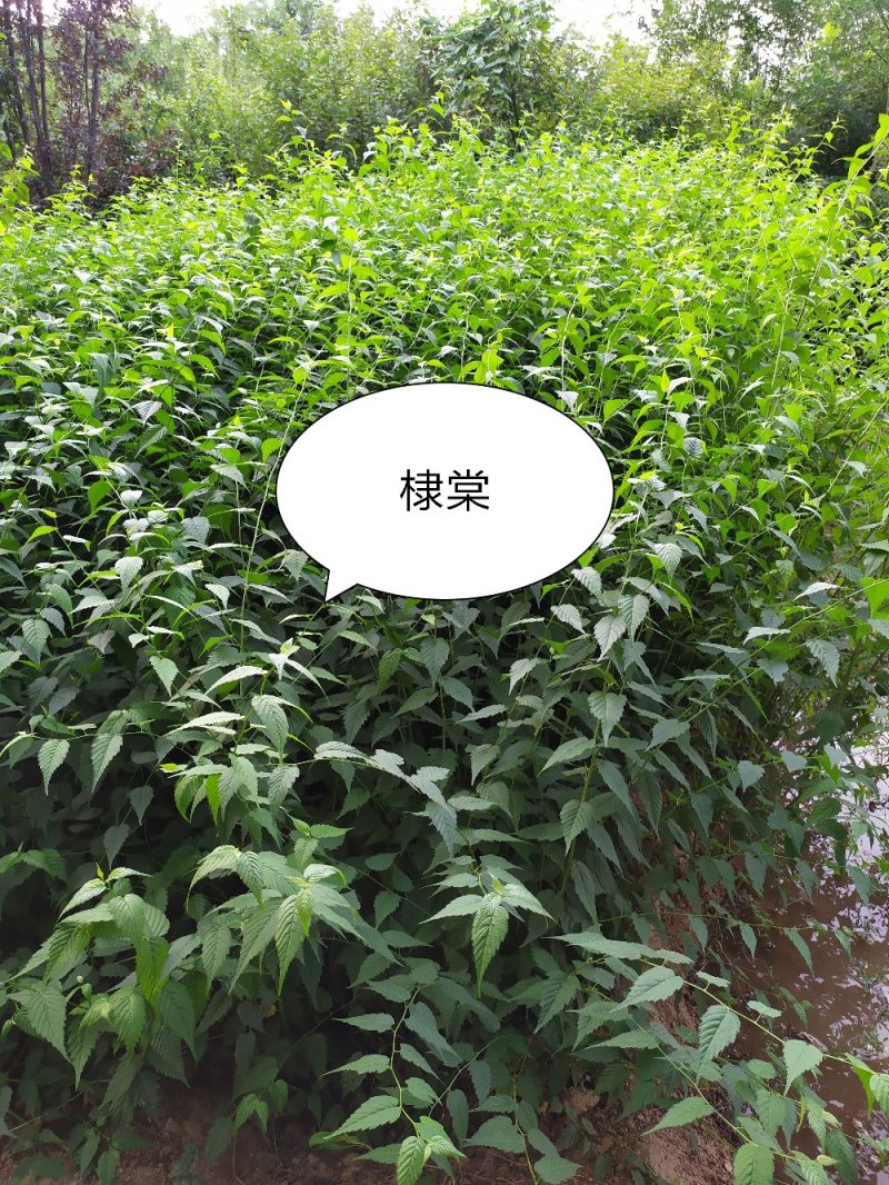 供应，棣棠60-1.20高4-5个枝