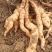 地黄