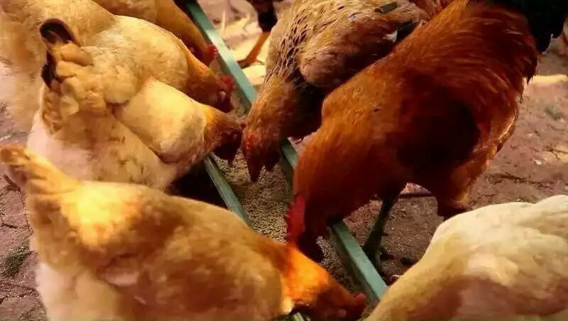 精品双色土鸡蛋新杨黑粉八蒸煮金黄色自产自销长期稳定