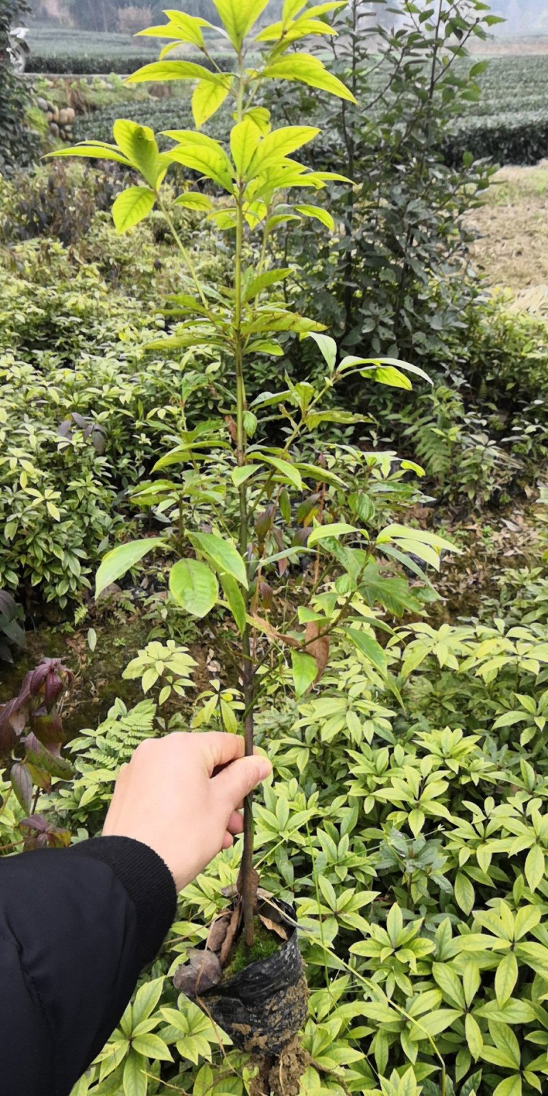 桢楠树苗30~50cm，无纺布袋，耐运输成活率高！