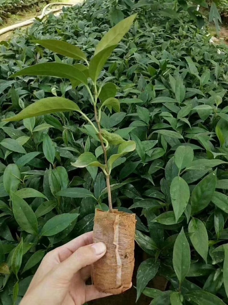 布福娜黑老虎苗小袋苗成活率高产地直销量大从优欢迎下单订购