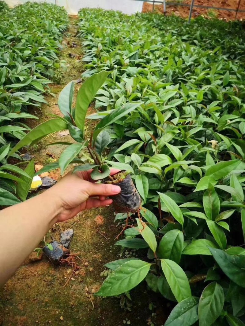 布福娜黑老虎苗小袋苗成活率高产地直销量大从优欢迎下单订购