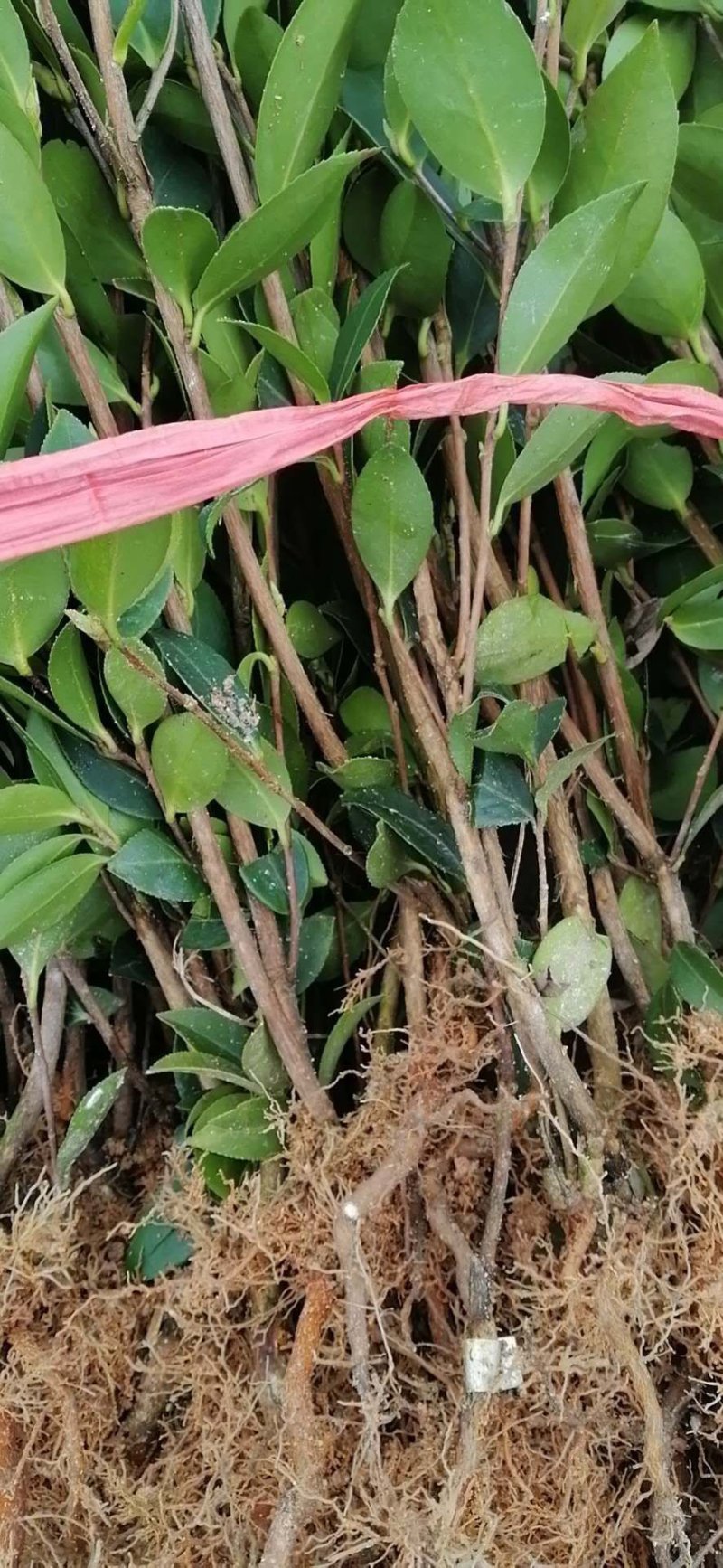 油茶苗