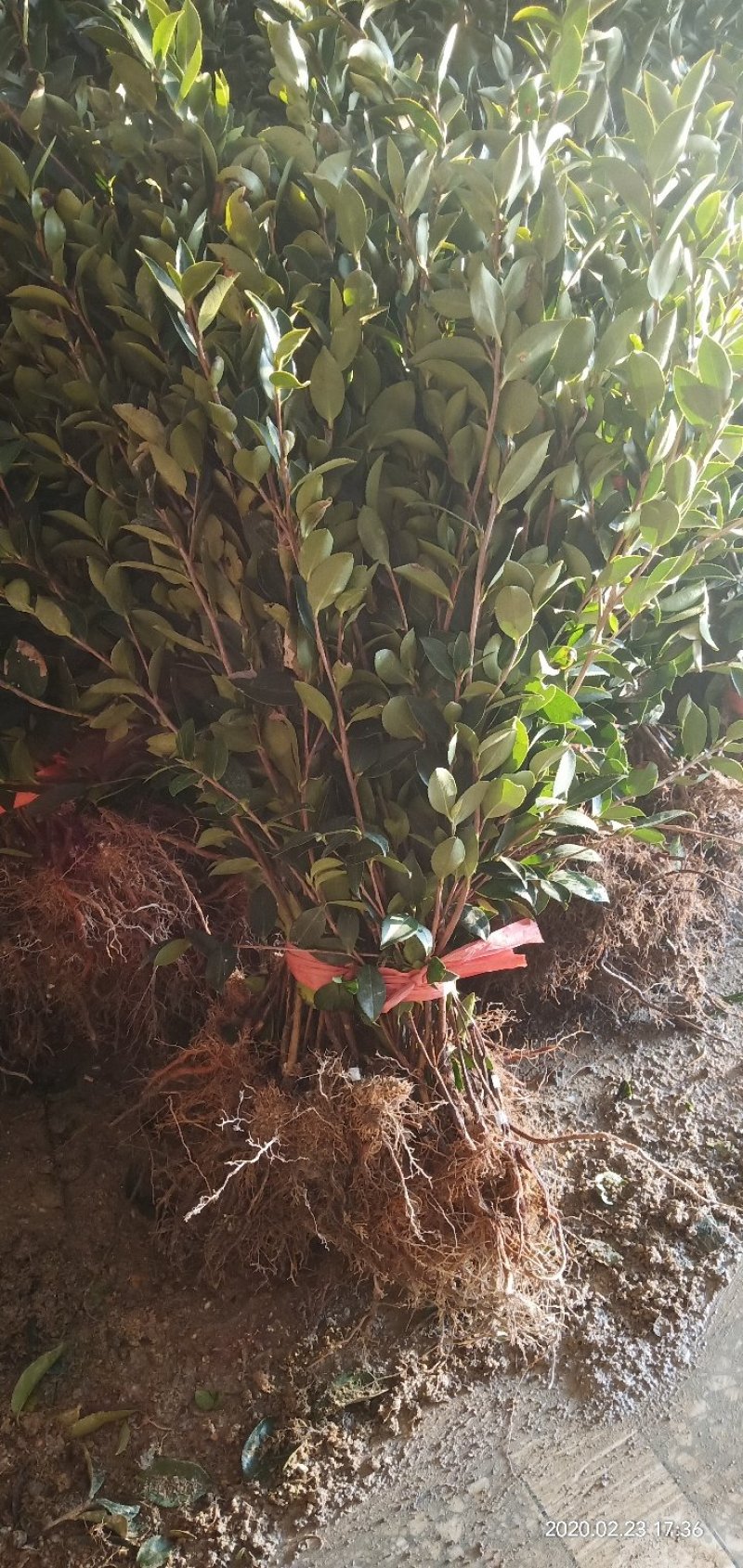 油茶苗