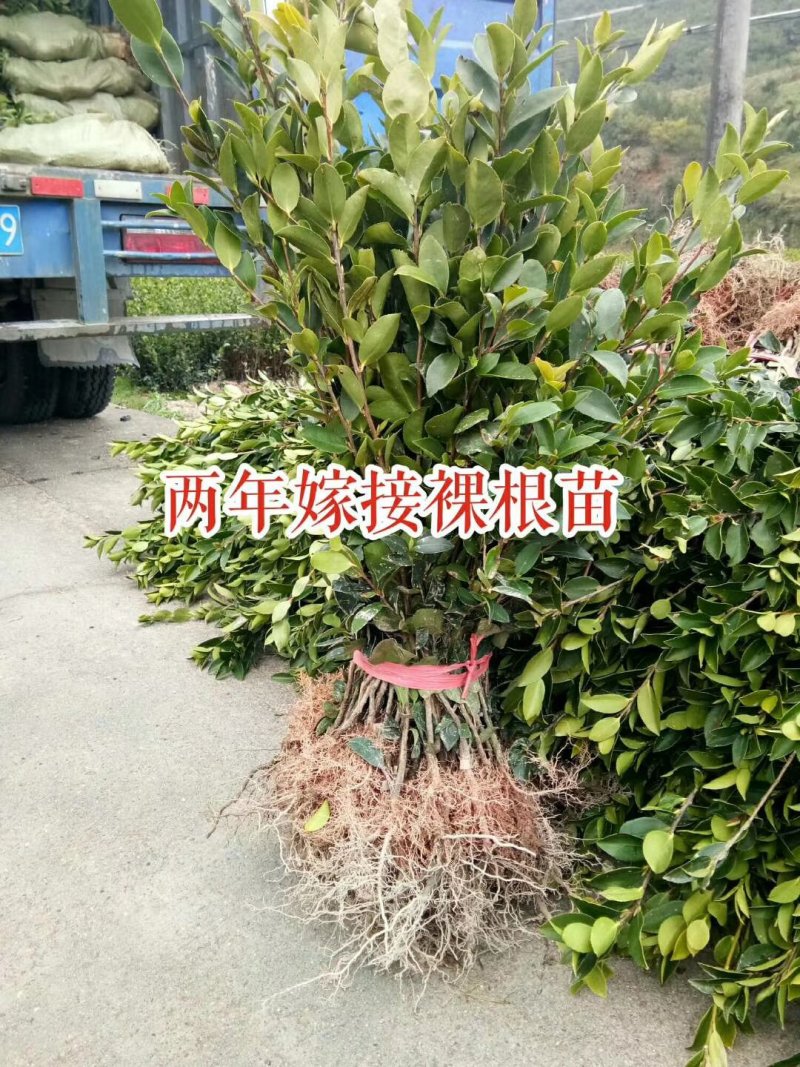 油茶苗