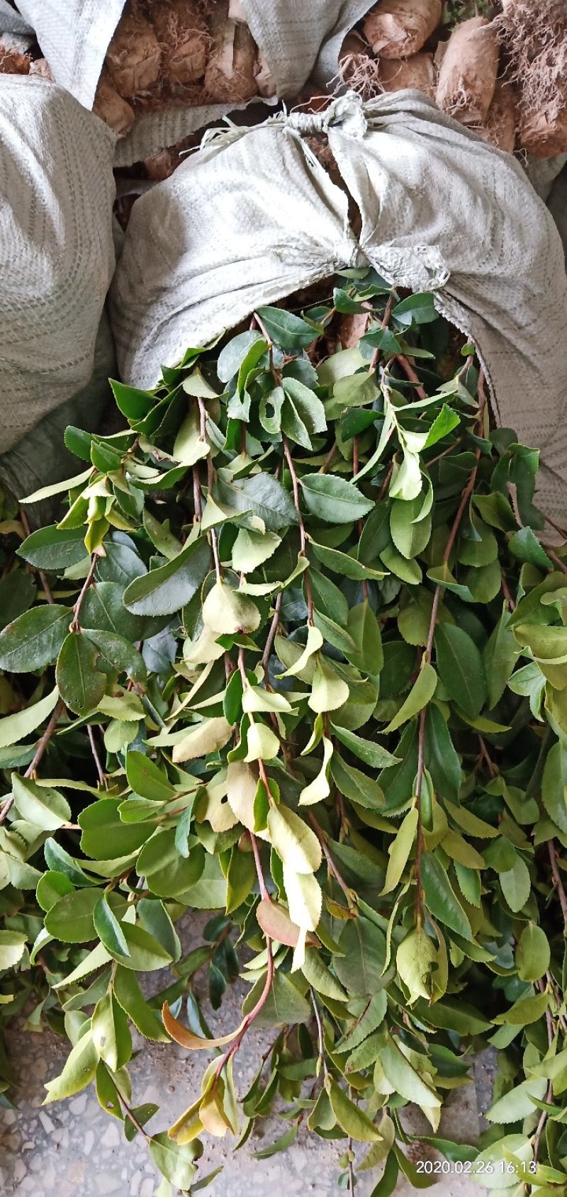 油茶苗