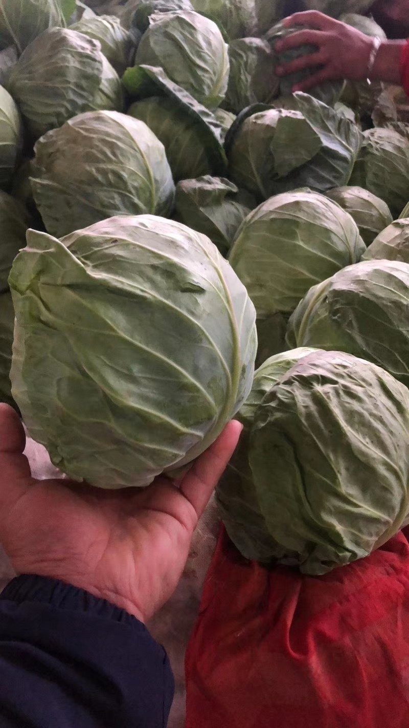 河北甘蓝，精品甘蓝绿甘蓝，现大量上市，欢迎来电咨询！