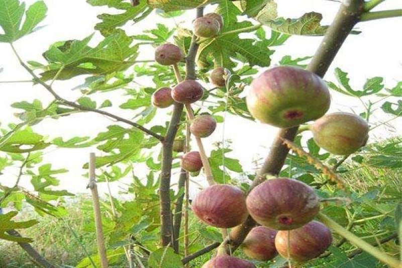 无花果苗（全国各地，均可种植）