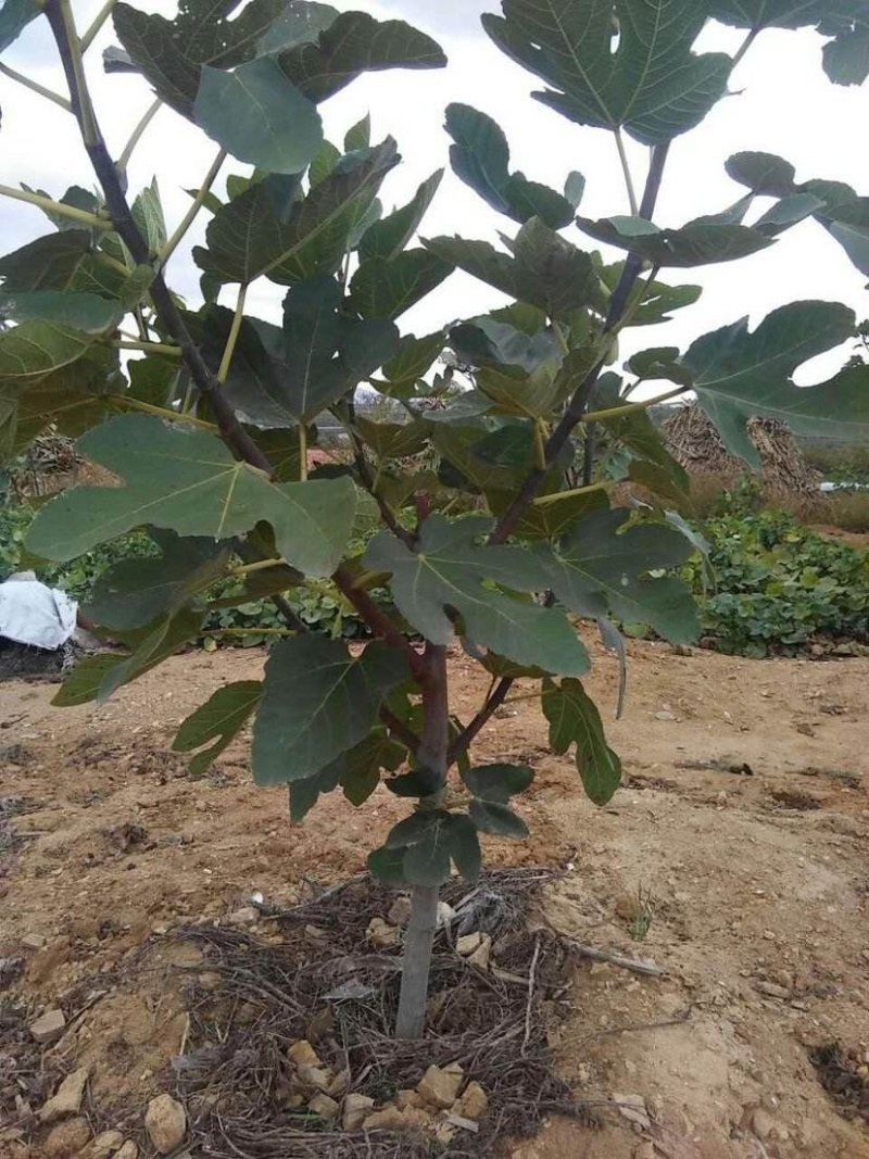 无花果苗（全国各地，均可种植）