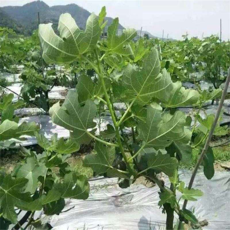 无花果苗（全国各地，均可种植）