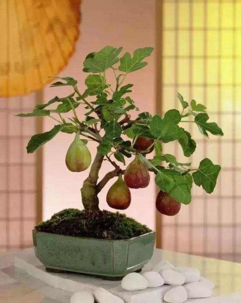 无花果苗（全国各地，均可种植）