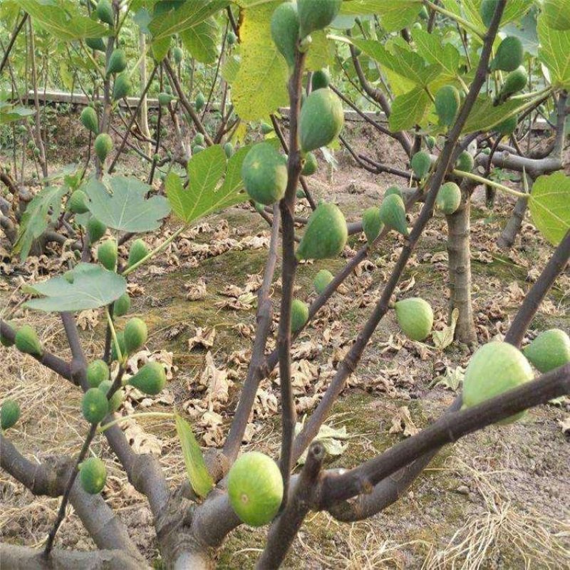 无花果苗（全国各地，均可种植）