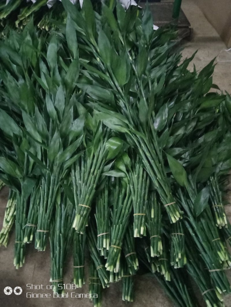 富贵竹8~10cm