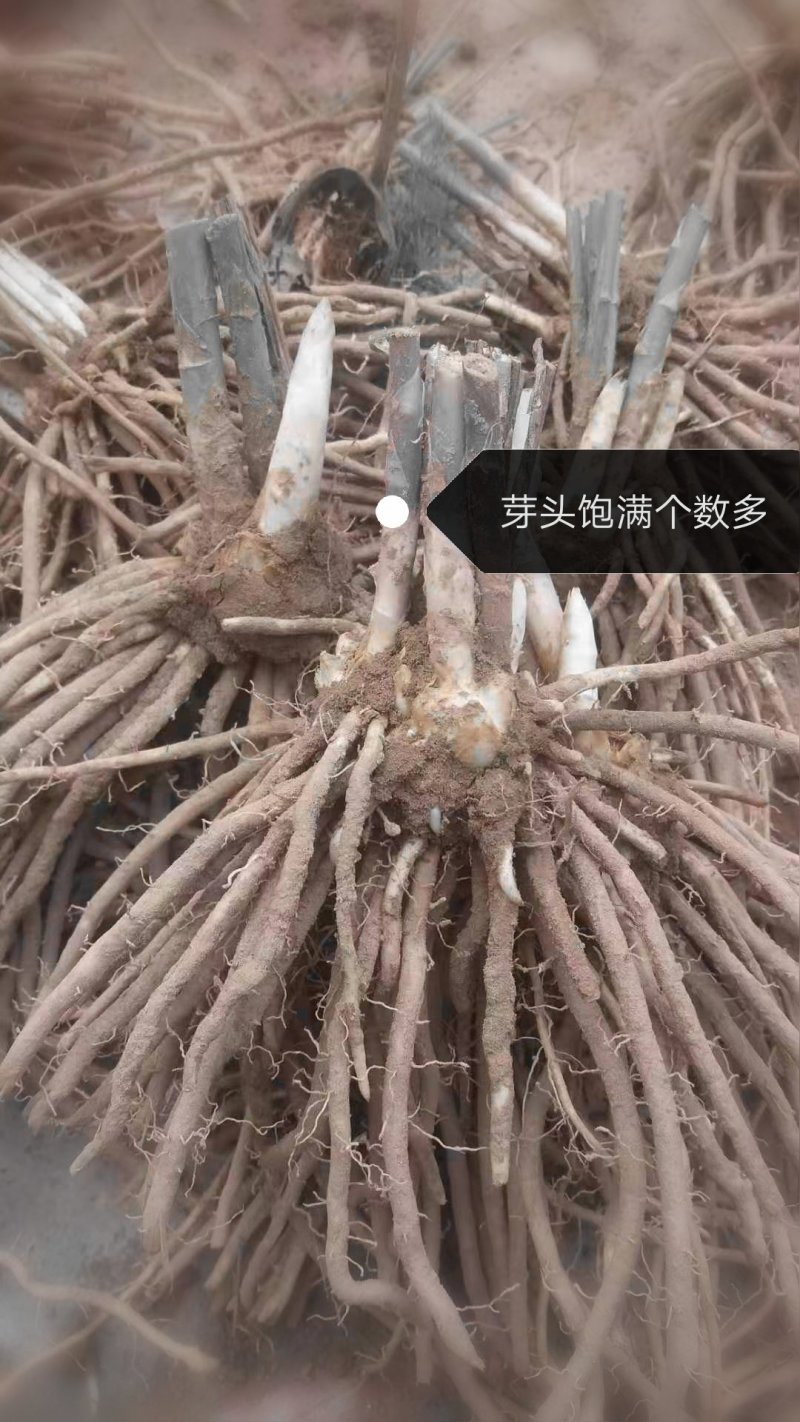 3年大根芦笋苗芦笋根白芦笋青芦笋