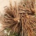 3年大根芦笋苗芦笋根白芦笋青芦笋