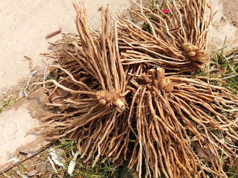 3年大根芦笋苗芦笋根白芦笋青芦笋
