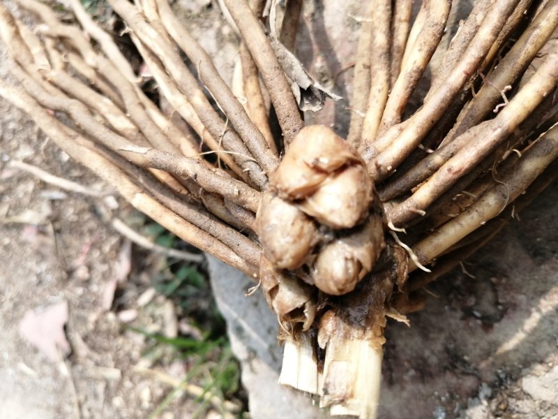 3年大根芦笋苗芦笋根白芦笋青芦笋