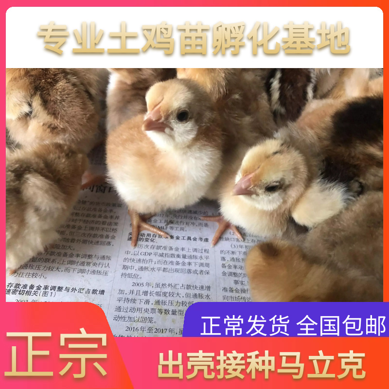 土鸡苗正宗文昌鸡苗包打疫苗包路损全国底价品质保证