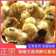 正宗文昌鸡苗，出壳接种马立克，孵化厂直供母苗全国底价