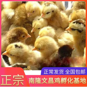 正宗文昌鸡苗，出壳接种马立克，孵化厂直供母苗全国底价