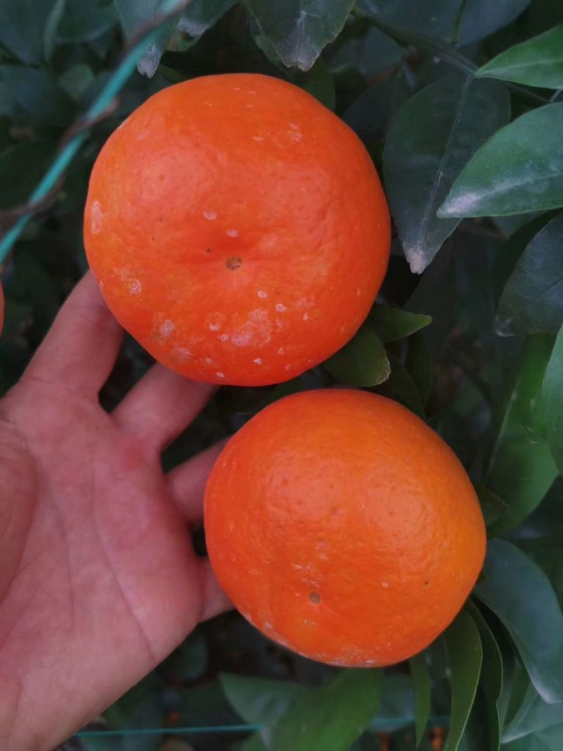 沃柑大量上市大个细皮颜色红货源充足质量保证实力代办