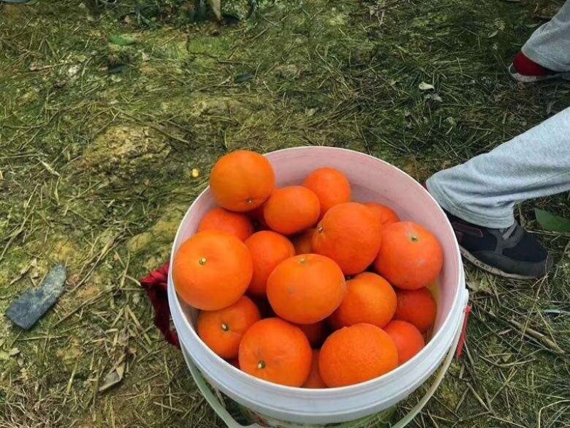 沃柑大量上市大个细皮颜色红货源充足质量保证实力代办
