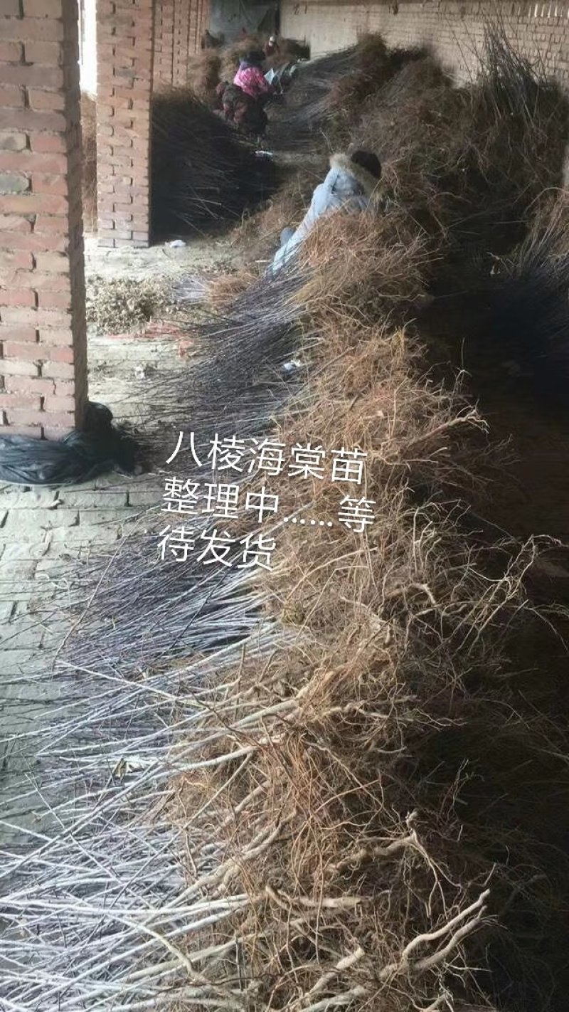 1年生八棱海棠苗，大型机械起苗，人工分拣。根须完整，根深