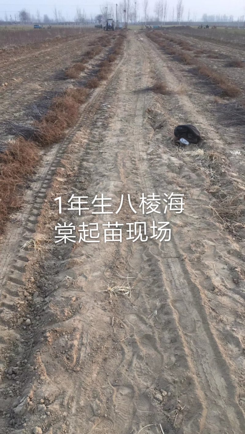 1年生八棱海棠苗，大型机械起苗，人工分拣。根须完整，根深