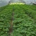 红肉水果木瓜苗当年种植当年结果量大从优欢迎下单选购