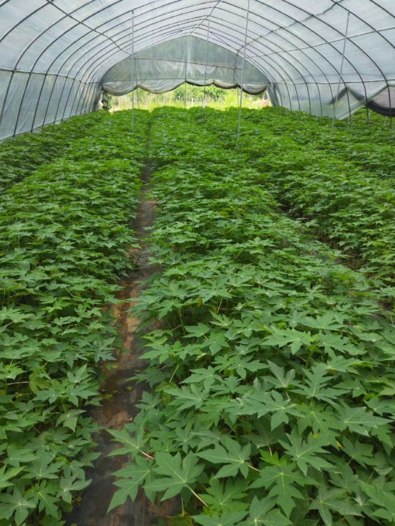 红肉水果木瓜苗当年种植当年结果量大从优欢迎下单选购