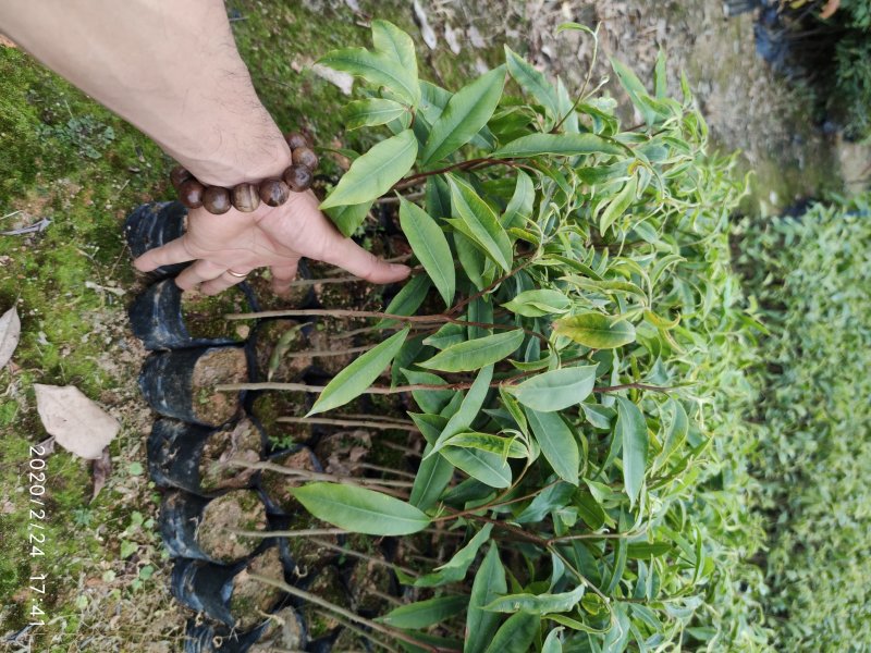 供应沉香苗，黄花梨苗珍贵树苗