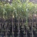供应沉香苗，黄花梨苗珍贵树苗